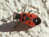 Melanocoryphus albomaculatus